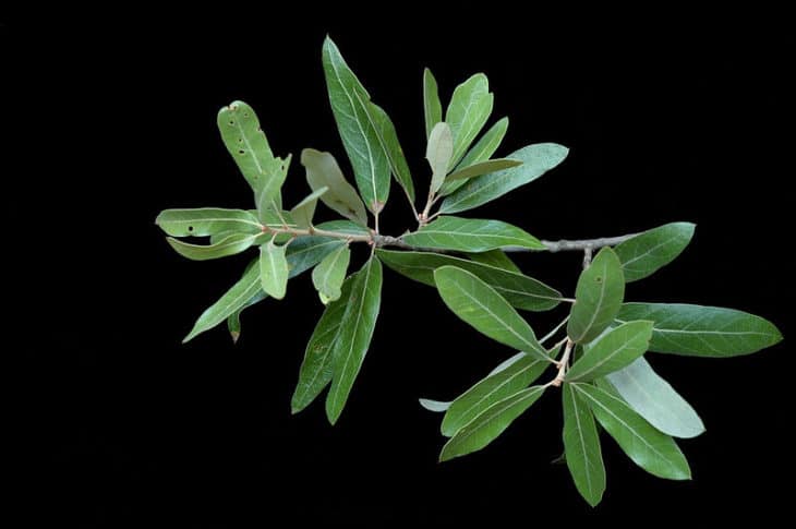 Quercus Incana