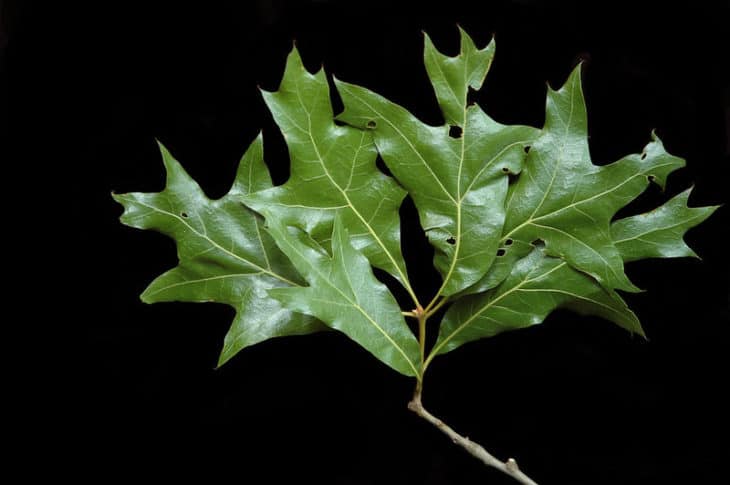 Quercus Laevis