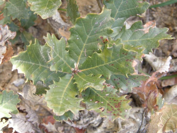 Quercus Lusitanica
