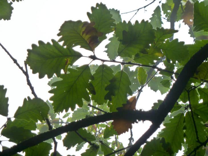 Quercus Macranthera