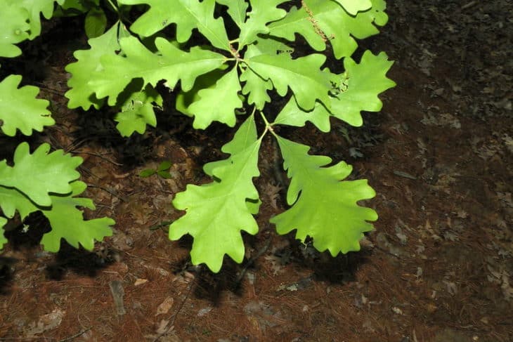 Quercus Macrocarpa