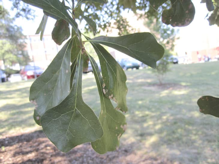 Quercus Nigra