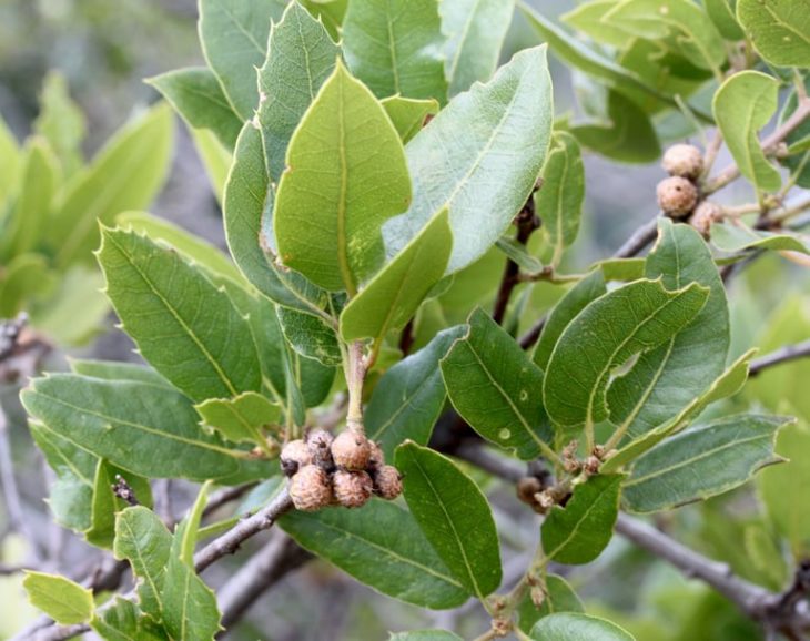 Quercus Parvula Var. Shrevei