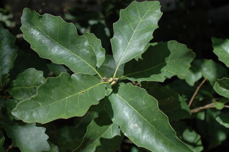Quercus Prinoides