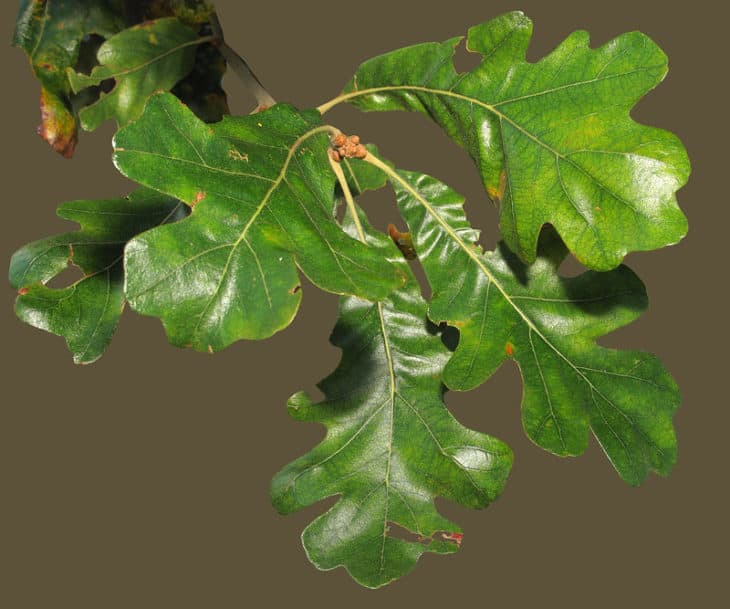 Quercus Stellata