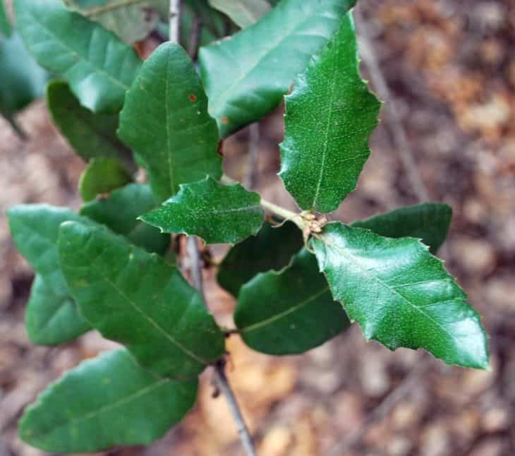 Quercus Tomentella