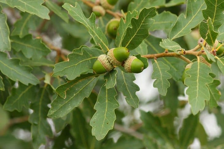 Quercus Undulata