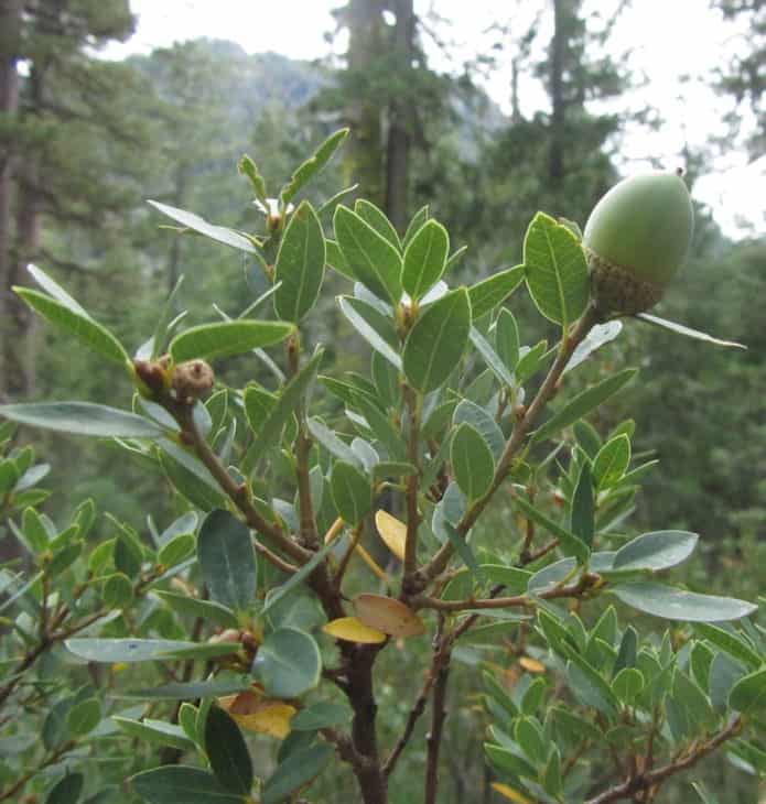 Quercus Vaccinifolia