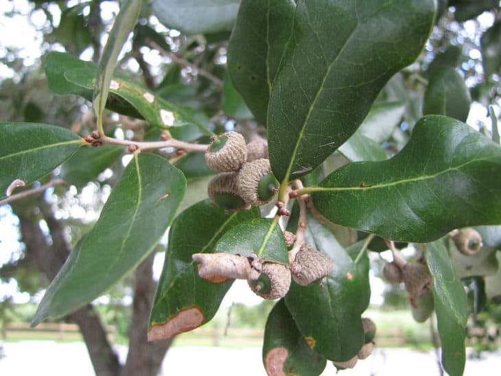 Quercus Virginiana