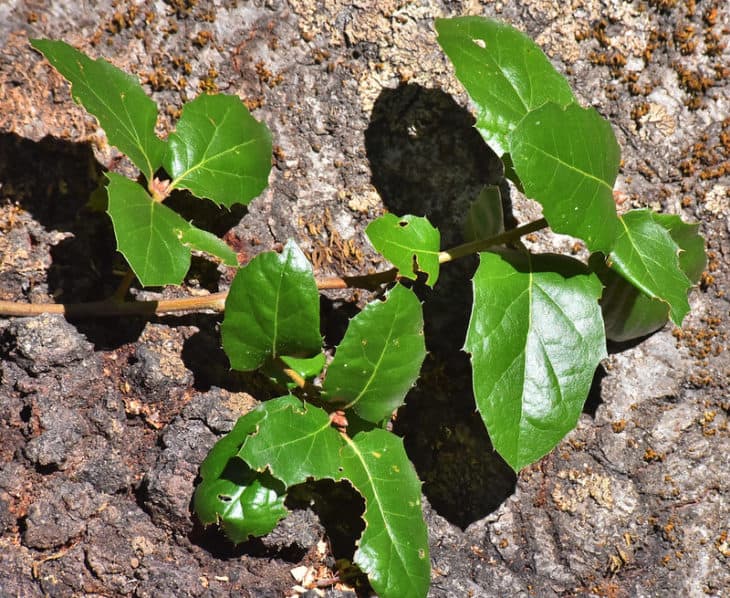 Quercus Wislizeni