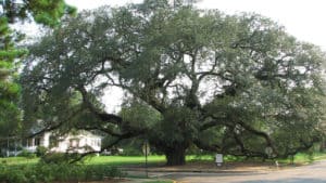 The Big Oak in Georgia