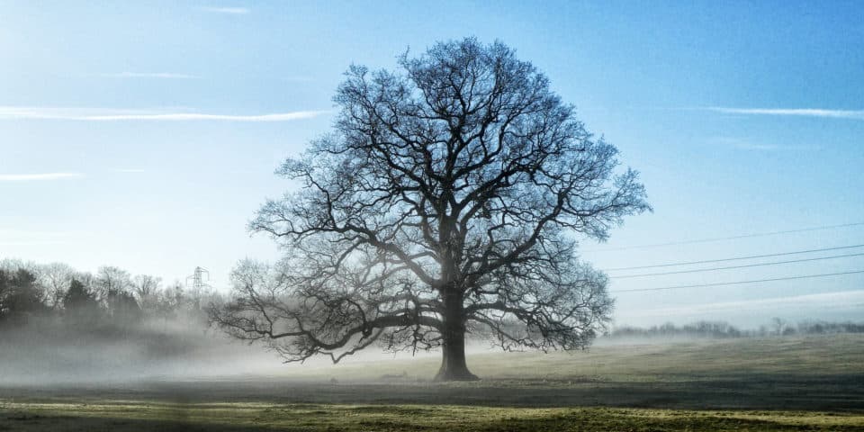 Winter Oak tree in mist