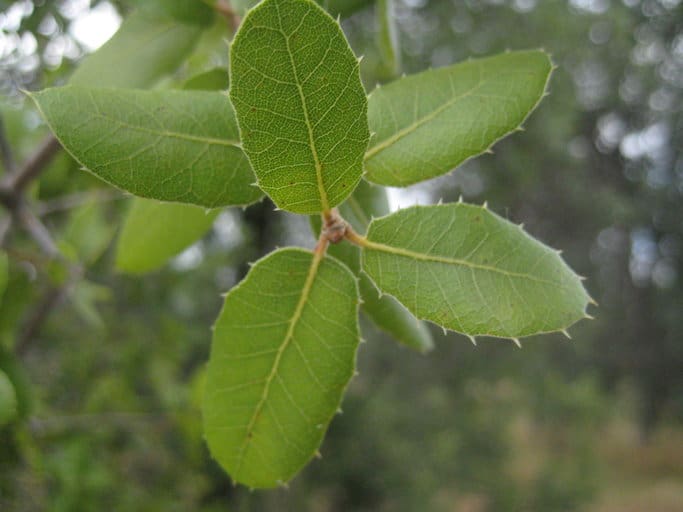 Quercus Wislizenii