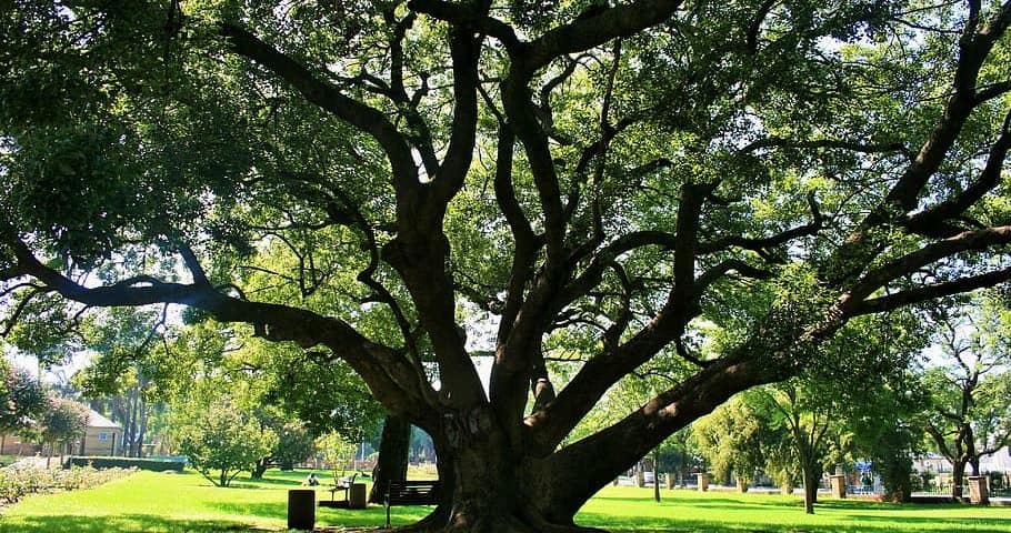 majestic oak tree in oklahoma