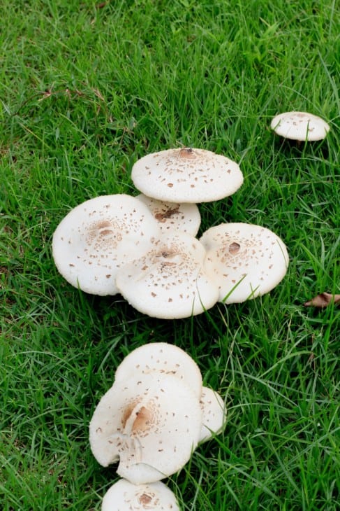 Large white mushrooms in a green grass lawn