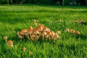 Mushrooms on a green lawn