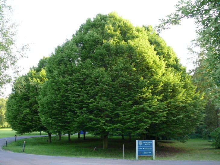 A European Hornbeam Carpinus betulus