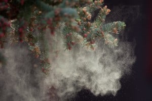 Black Spruce Tree releasing Pollen