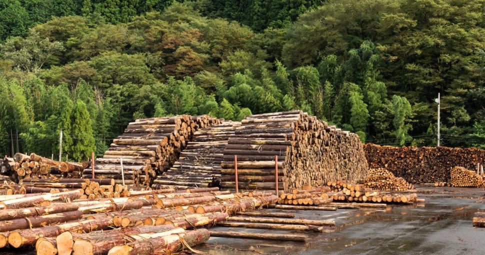 Pine lumber timber