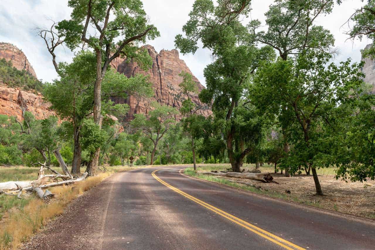 7 Best Shade Trees for Utah ProGardenTips