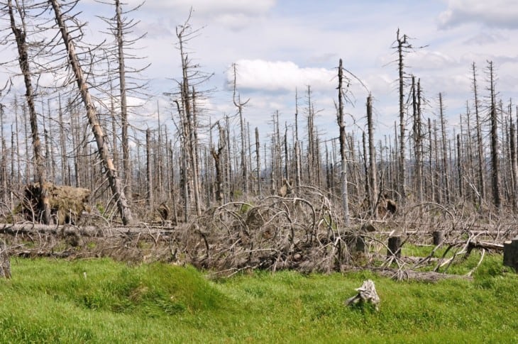 forest destroyed by bark beetle