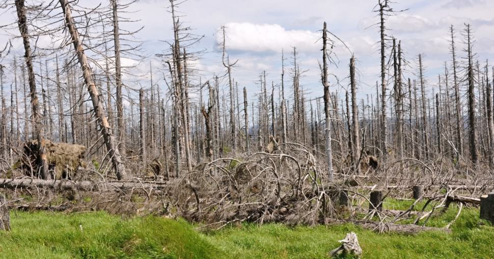 forest destroyed by bark beetle