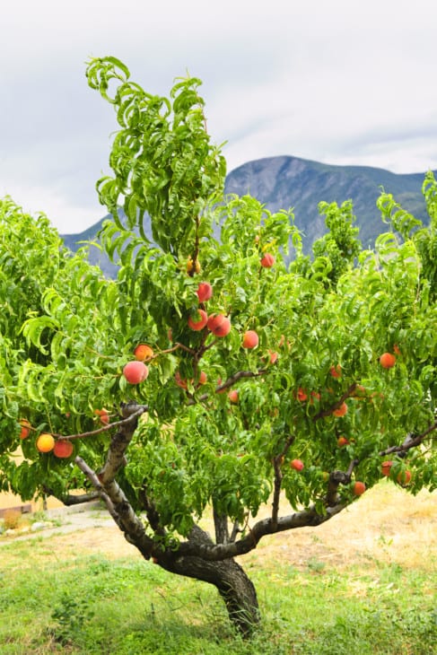 12899044 peaches on tree