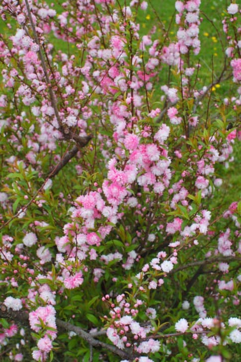 137817 flowering almond shrub