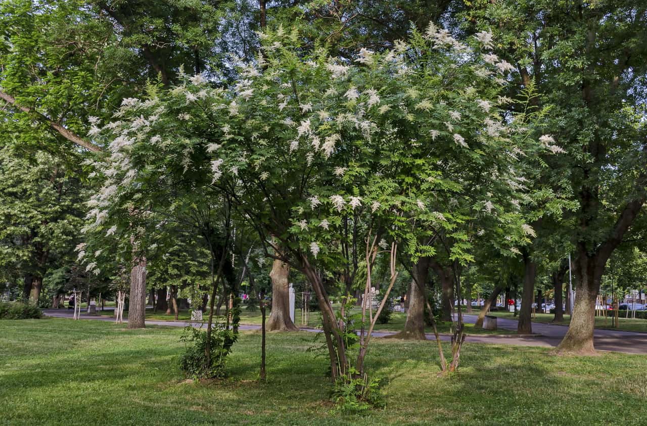 26 Great Flowering Trees For Michigan Gardens Progardentips