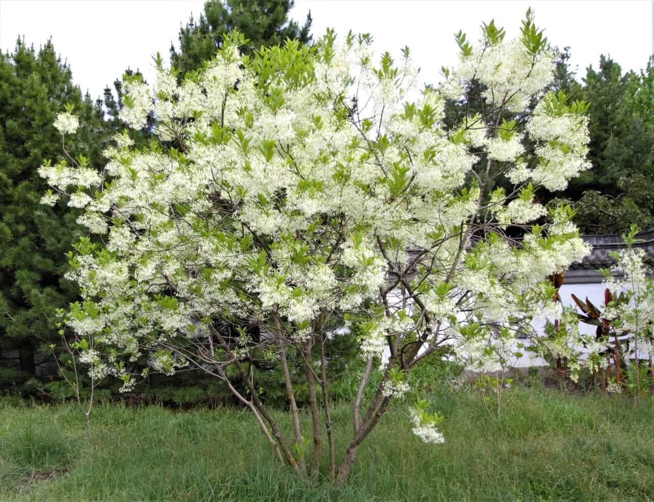 22 Terrific Flowering Trees For Tennessee Progardentips