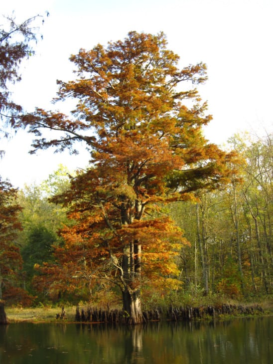 Bald Cypress