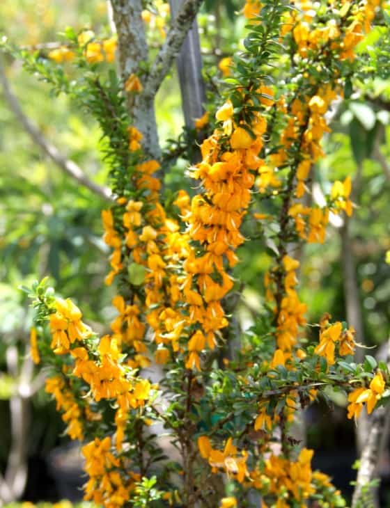 Brya Ebenus Jamaican Rain Tree