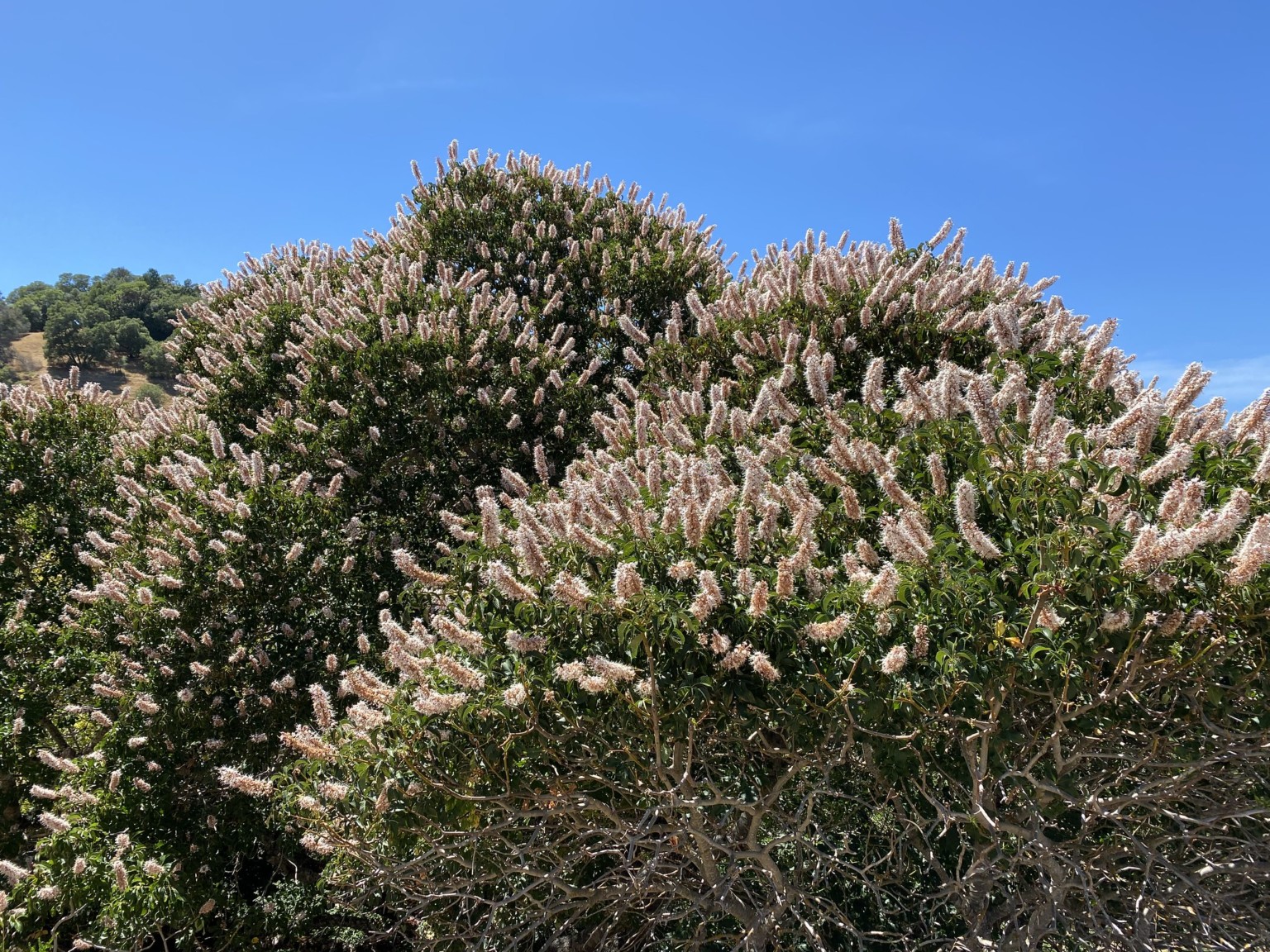 34 White Flowering Trees in Spring ProGardenTips