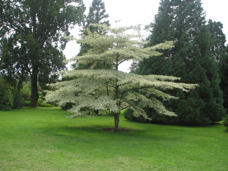 Cornus alternifolia argentea
