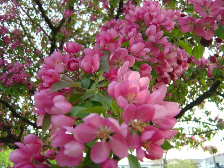 Flowering Crab Apple Tree