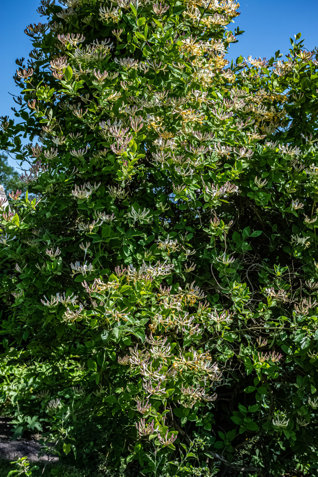 10 Magnificent Flowering Trees for Maine ProGardenTips