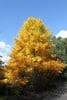 31 Most Common Trees in Kentucky - ProGardenTips