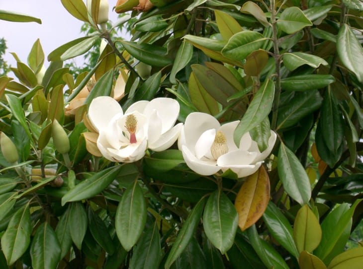 Magnolia grandiflora.