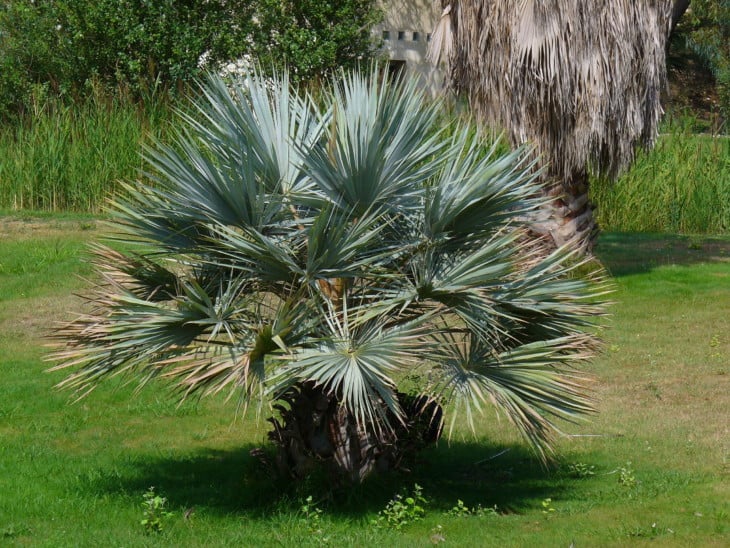 Mexican blue palm