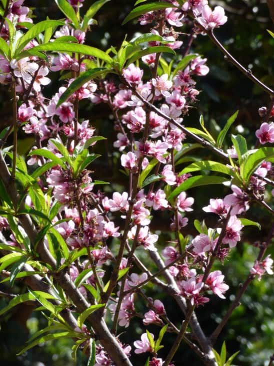 Prunus persica.