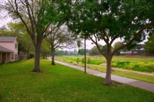 Shade trees on lawn in Texas