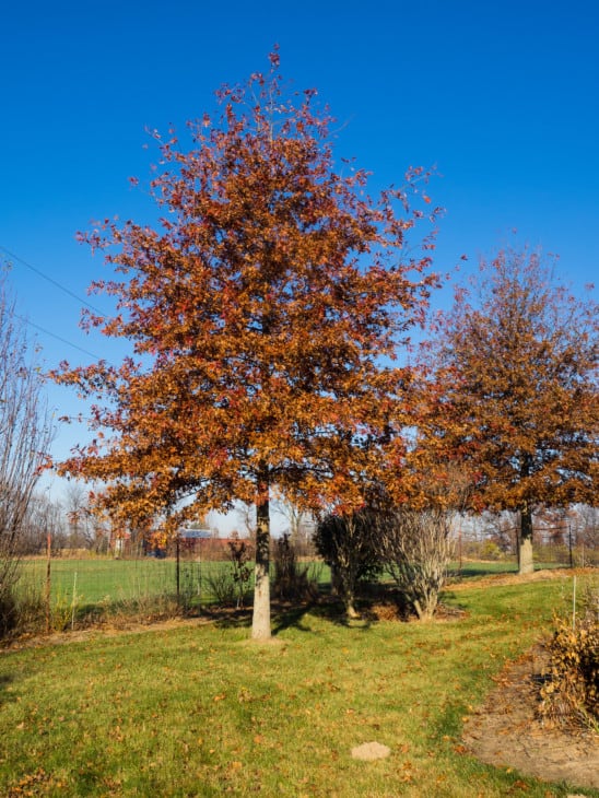 Shumard Oak Quercus shumardii