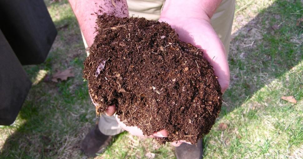 compost in hands on lawn
