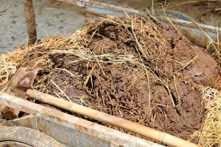farmyard compost manure in wheelbarrow