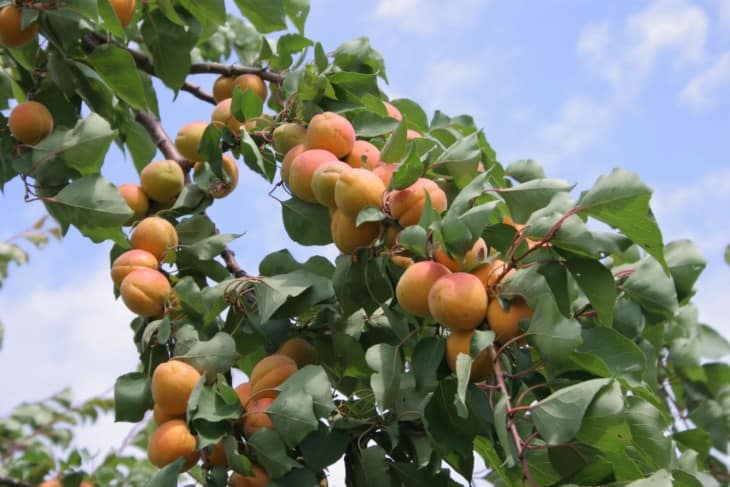 Apricot tree with ripe fruits.