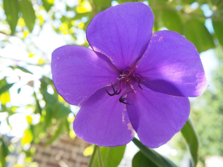 tibouchina urvilleana flower