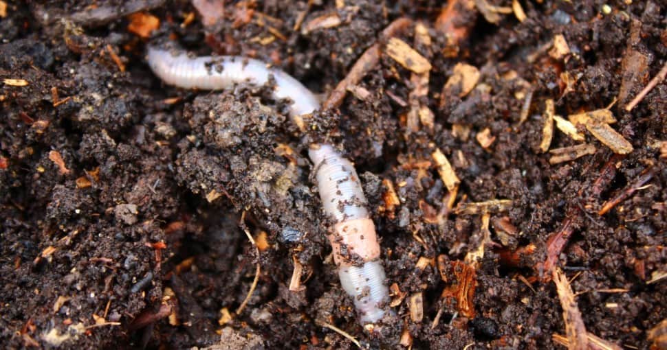 worm in compost