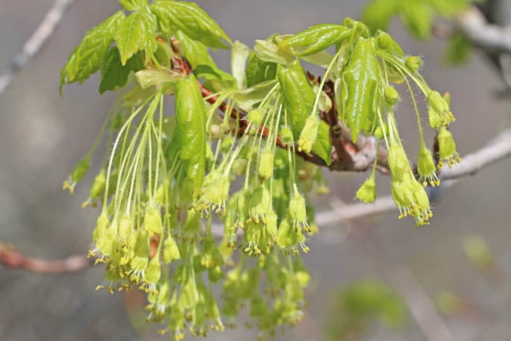 Acer grandidentatum flowers