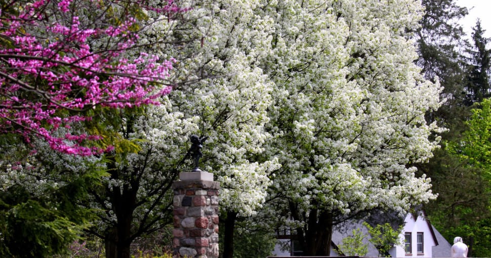 Flowering Trees For Michigan Gardens, Common Landscaping Trees In Michigan