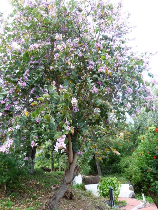 Bauhinia variegata